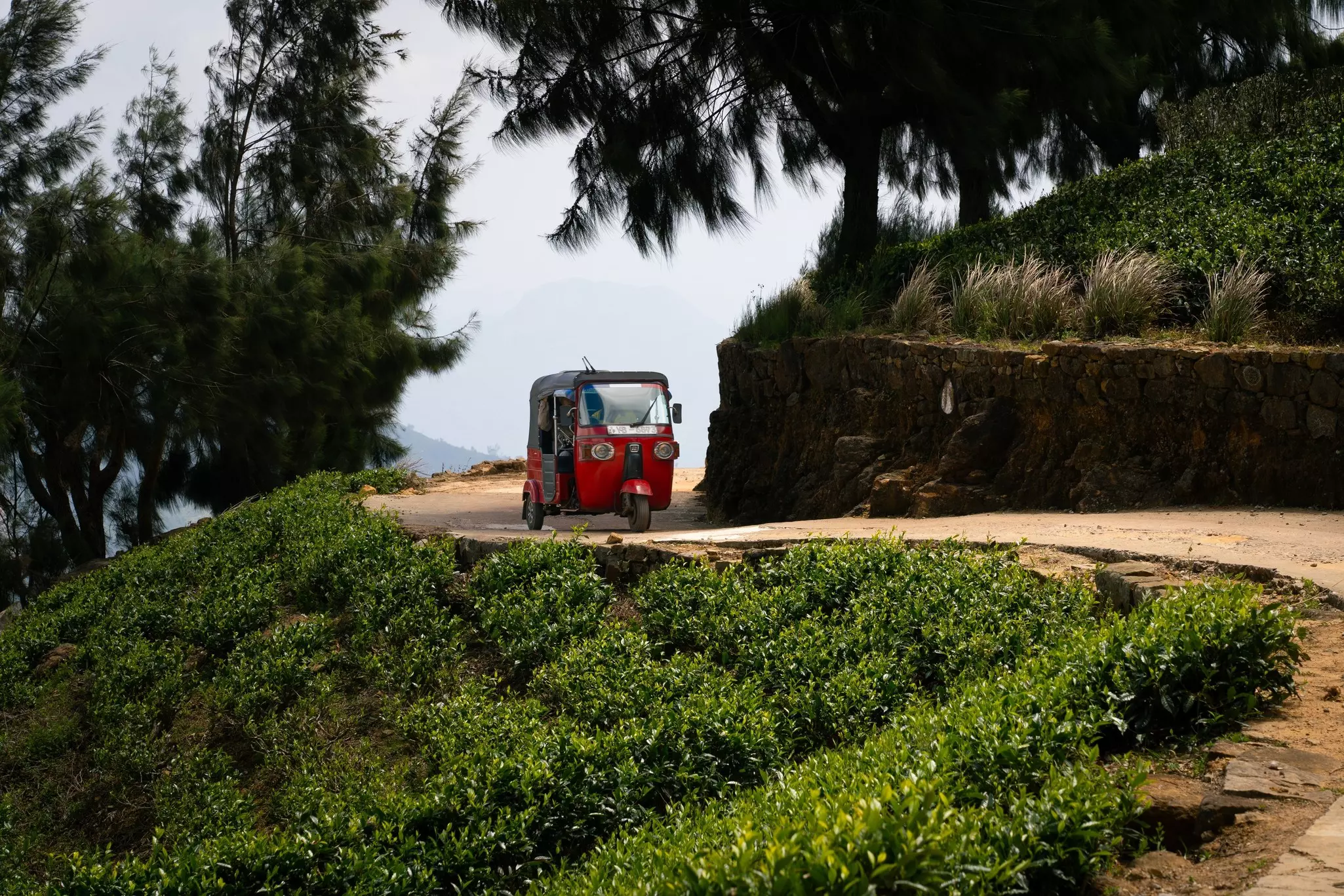 A red tuk tuk drives along a winding dirt road on a hillside. Tea plants are seen below the road.