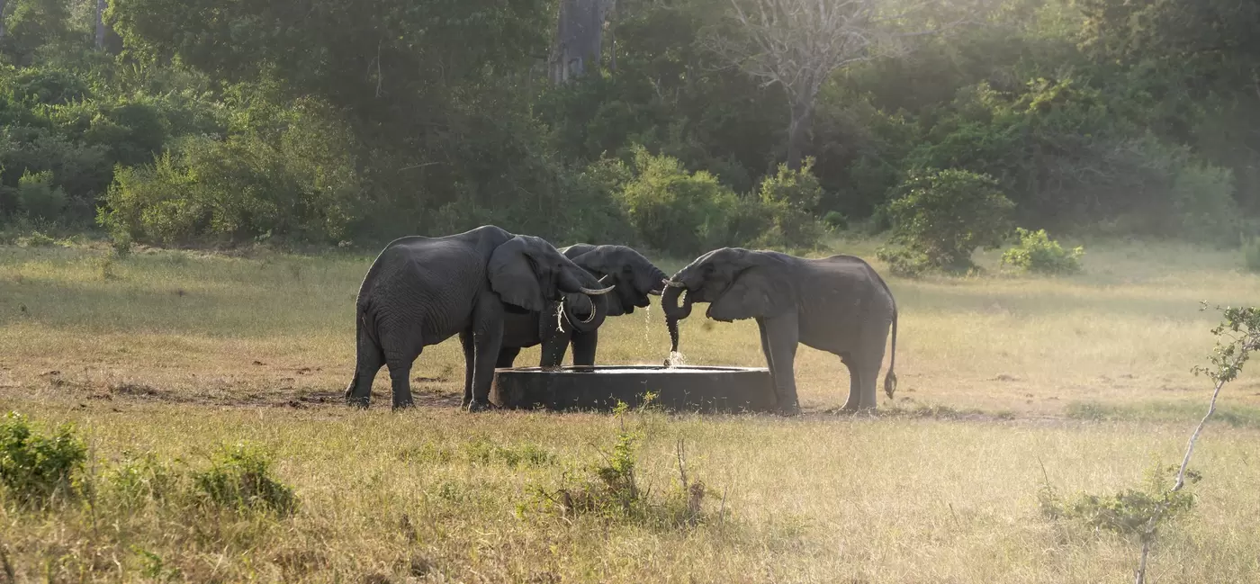 Elephants at a drinking fountain in grass. 