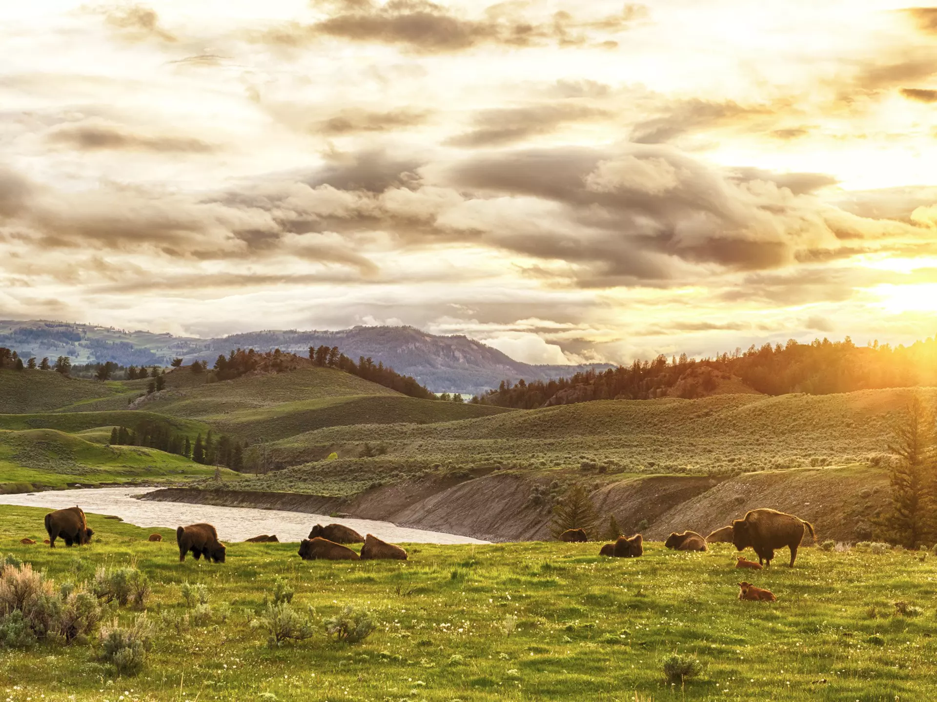 Yellowstone makes for a long day trip from Bozeman – but it's worth it © Fyletto/Getty Images