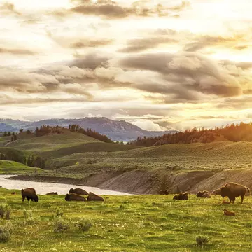 Yellowstone makes for a long day trip from Bozeman – but it's worth it © Fyletto/Getty Images