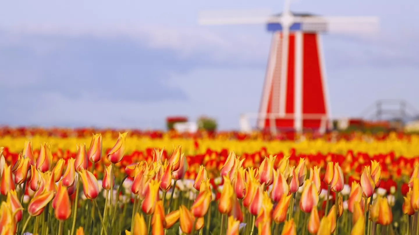 colorful tulips of Wooden Shoe Tulip Farm in Woodburn, Oregon