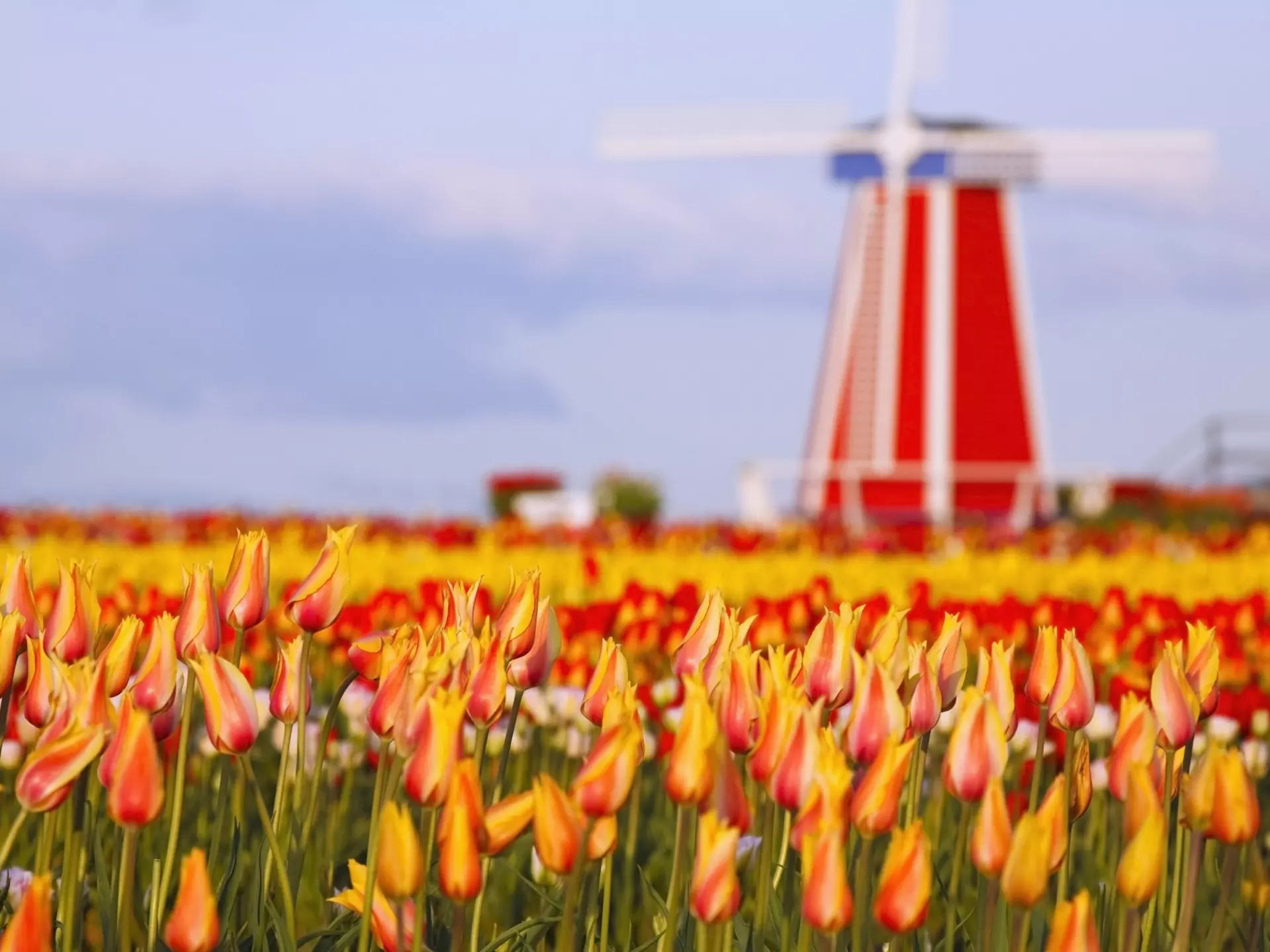 colorful tulips of Wooden Shoe Tulip Farm in Woodburn, Oregon