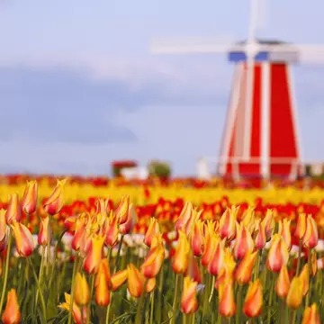 colorful tulips of Wooden Shoe Tulip Farm in Woodburn, Oregon