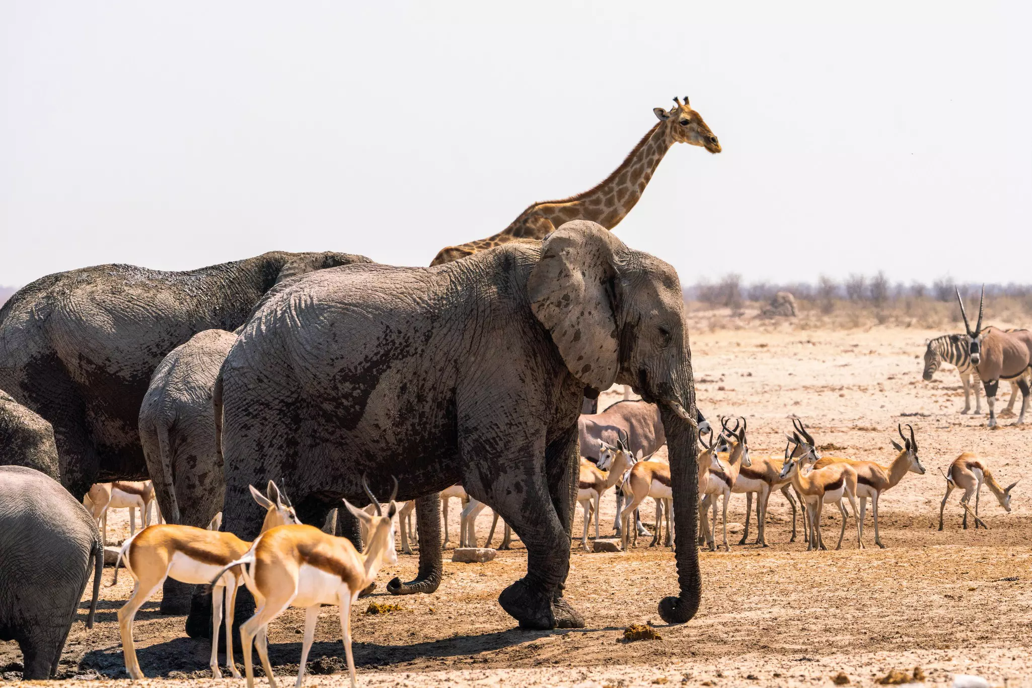 Group of elephants, zebra, and other animals in a waterhole on a sunny day.