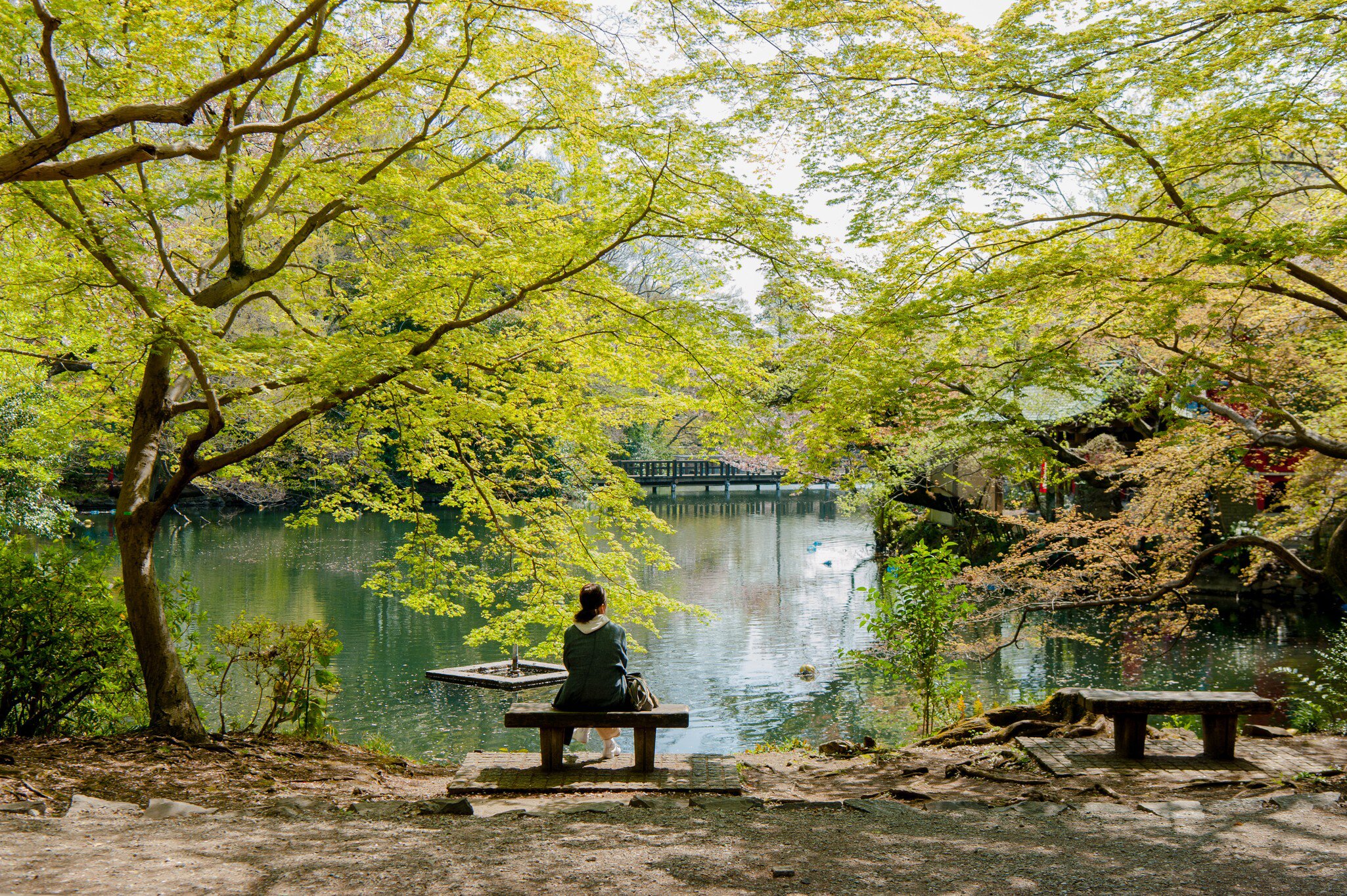 TOKYO, JAPAN - 2023/03/22: Visitors of Tokyo's Inokashira Park enjoy the blooming Sakura trees on a rowing boat. The traditional Cherry tree blooming season reaches its peak on March 23rd this year. For the first time after the Covid-19 pandemic, ...
