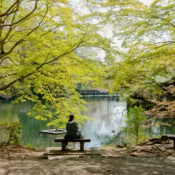 TOKYO, JAPAN - 2023/03/22: Visitors of Tokyo's Inokashira Park enjoy the blooming Sakura trees on a rowing boat. The traditional Cherry tree blooming season reaches its peak on March 23rd this year. For the first time after the Covid-19 pandemic, ...