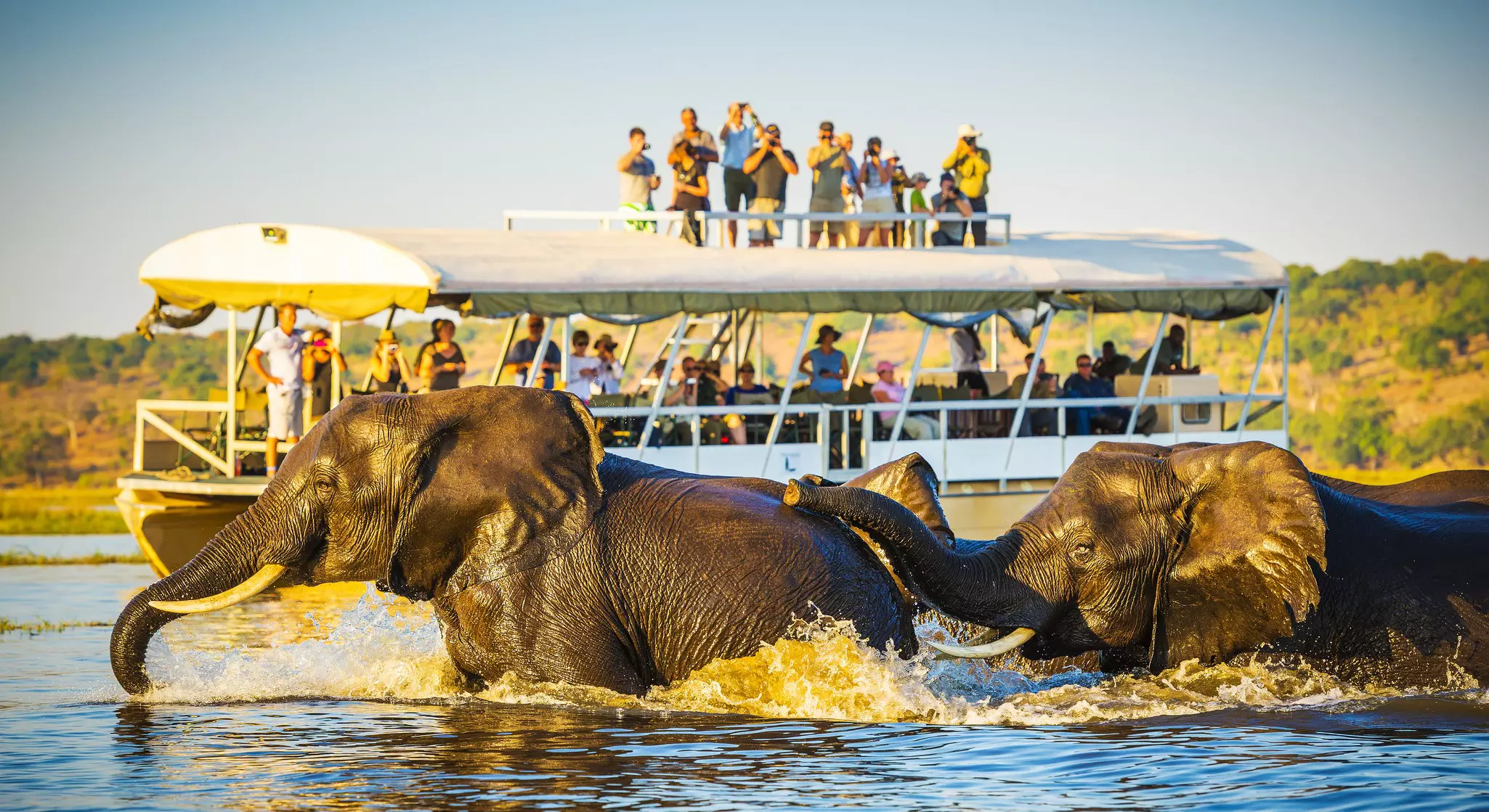 African Elephants swimming across the Chobe River, Botswana with tourists on safari watching on