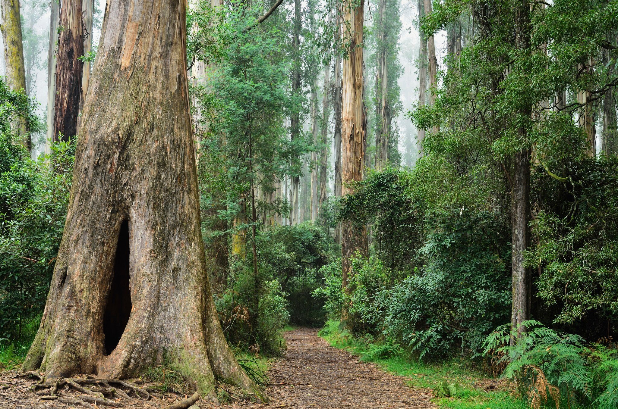 Footpath through Mountain Ash forest
