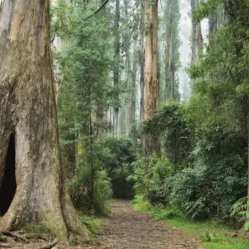 Footpath through Mountain Ash forest