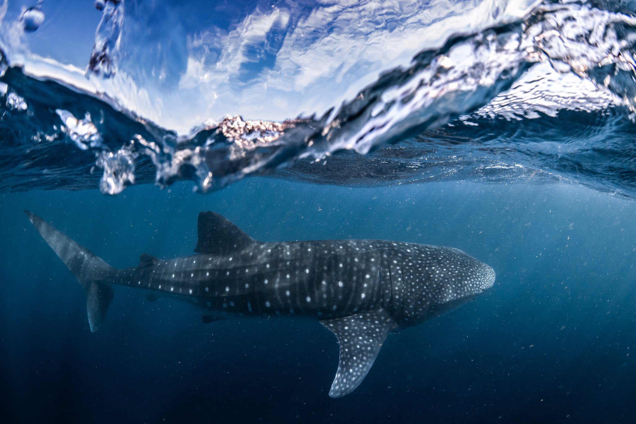 A whale shark just under the surface of a body of water