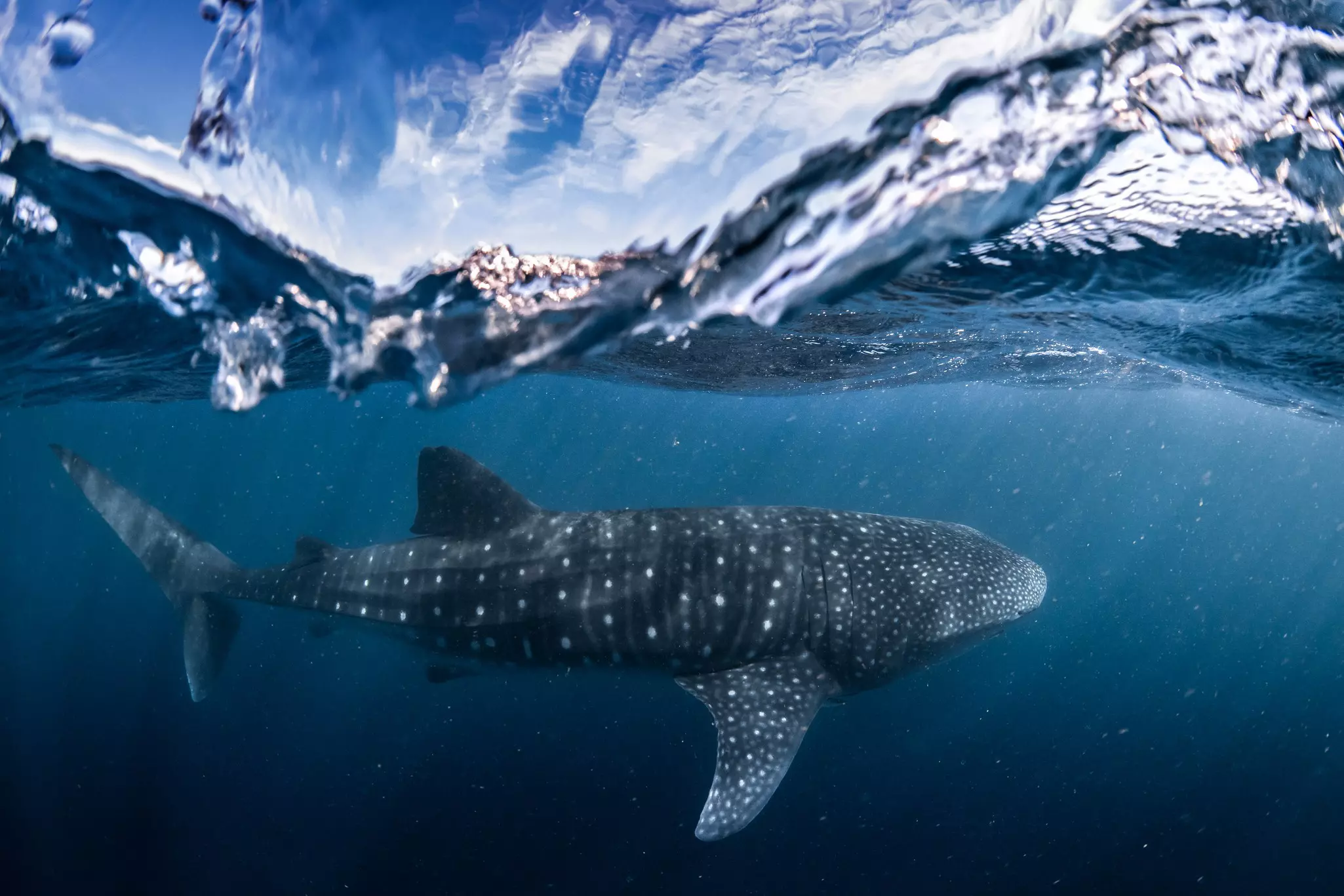 A whale shark just under the surface of a body of water