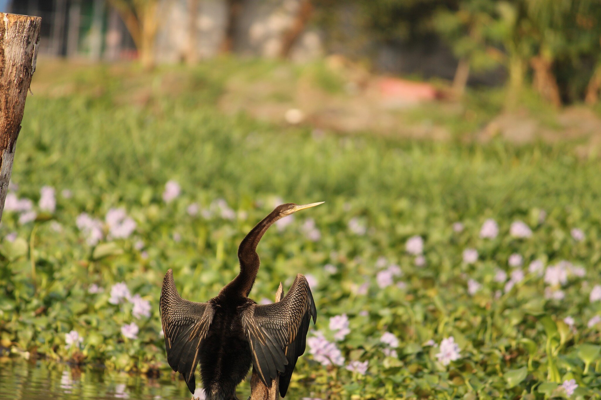 A sea crow in grass and flowers in Kumarakom, Kerala, India.