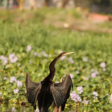 A sea crow in grass and flowers in Kumarakom, Kerala, India.