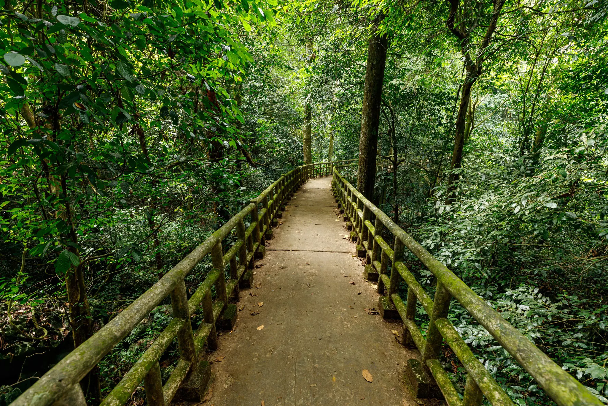 A bridge with moss-covered posts stretches through a dense jungle.