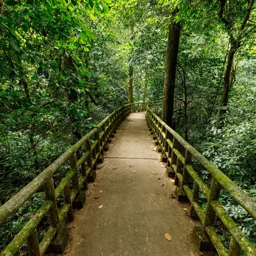 A bridge with moss-covered posts stretches through a dense jungle.