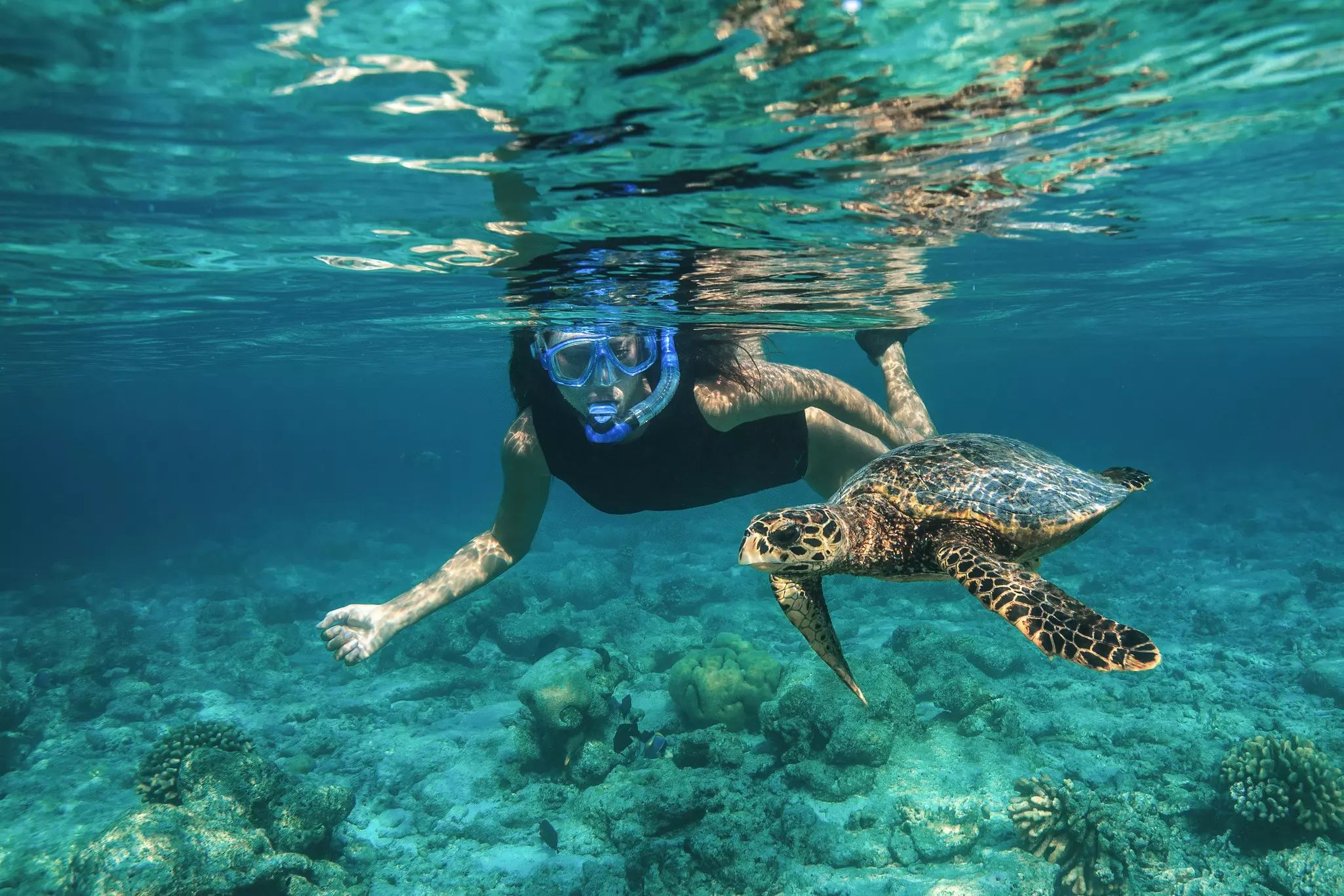 A woman snorkeling underwater with a turtle beside her.