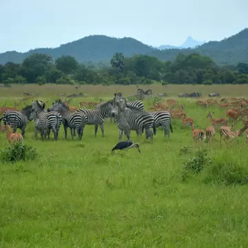 Savannah landscape with large herd of impalas, zebras and one marabou. Mikumi national park, Tanzania