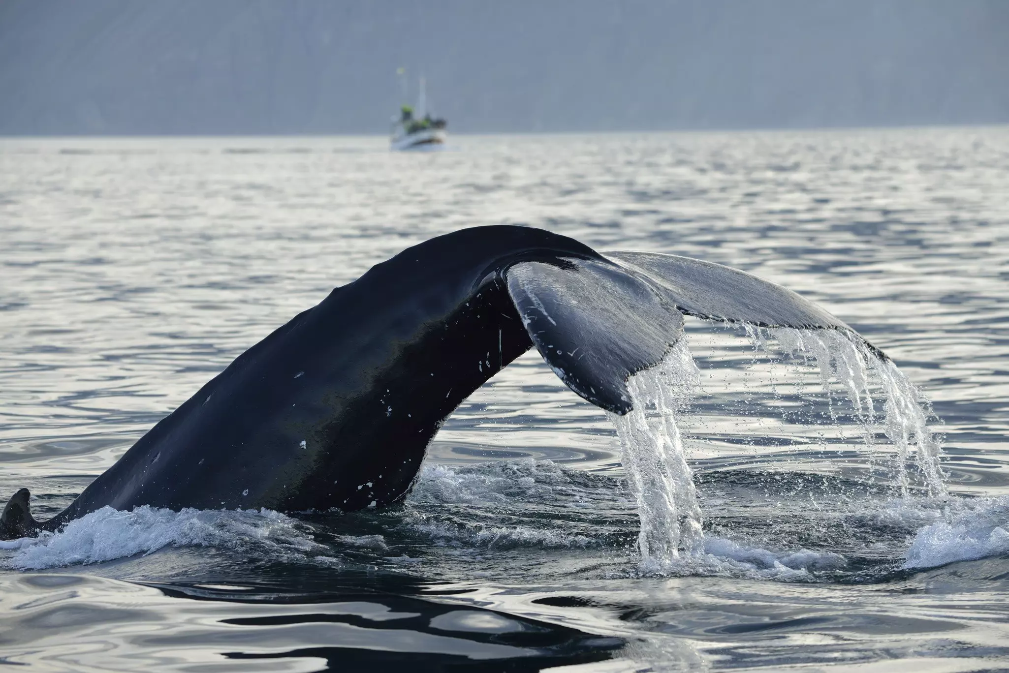 A Humpback whale's tale surfaces in a dark ocean with an out-of-focus boat in the background.
