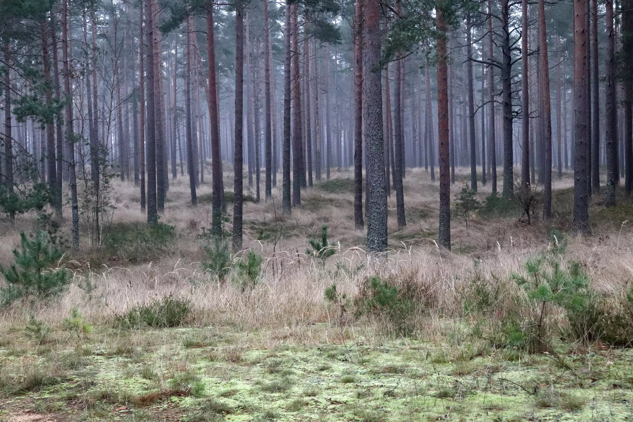 A grove of trees in a swampy area is pictured in misty light.