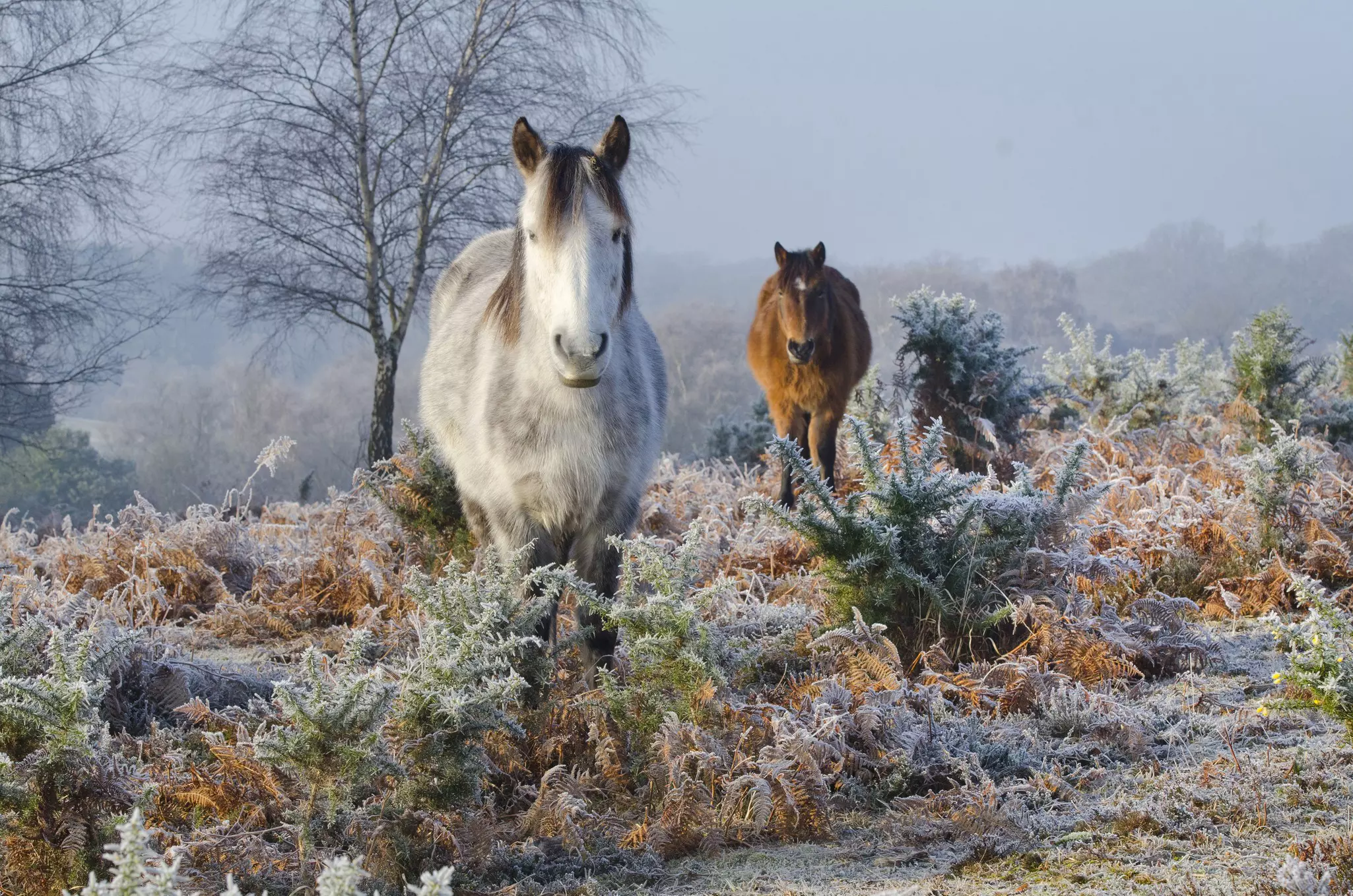 Two ponies, one white and one brown, standing among heather on a frosty morning.