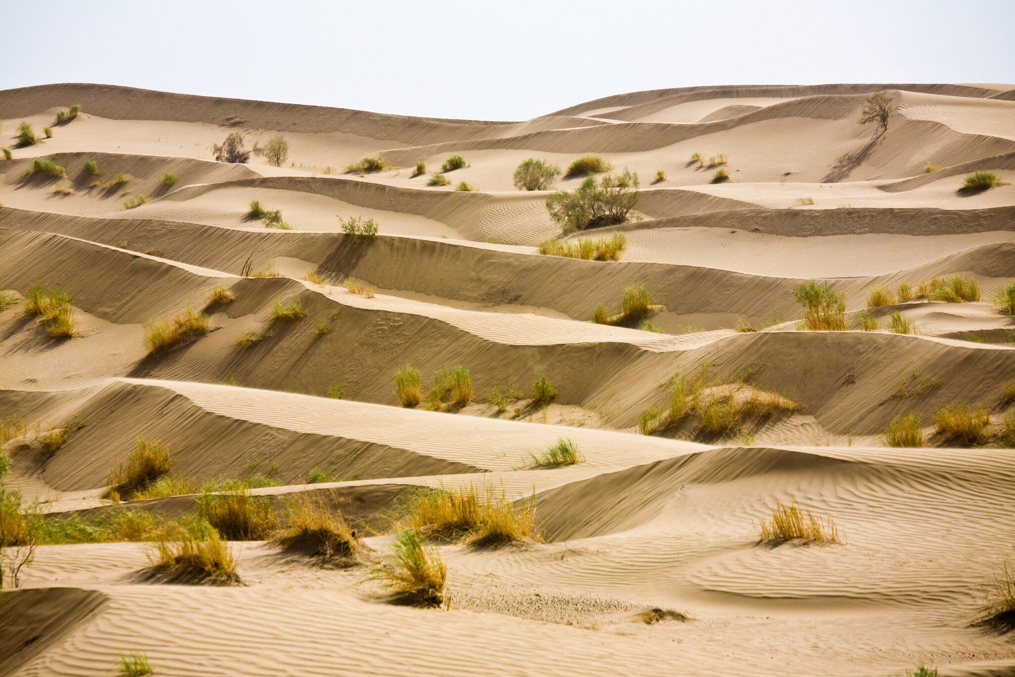 Karakum Desert