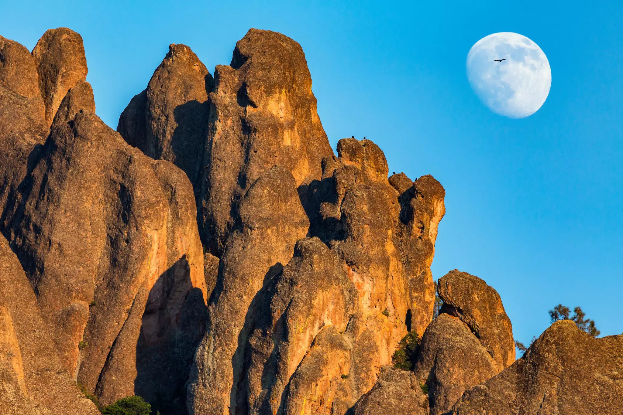 A condor flies in front of the moon at Pinnacles National Park, California. NickLustPhotography / Getty Images