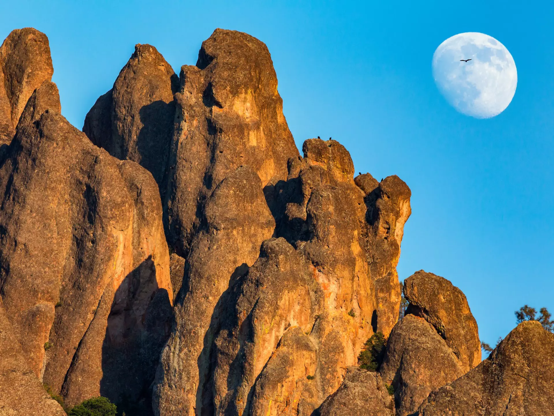 A condor flies in front of the moon at Pinnacles National Park, California. NickLustPhotography / Getty Images