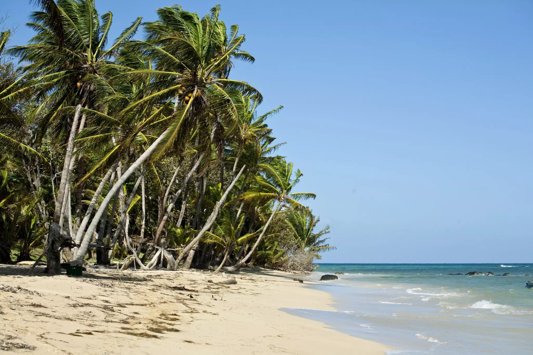 Palm trees and waves lapping the shore on a tropical island.