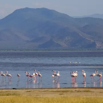 A group o flamingos wading in Lake Manyara in Tanzania