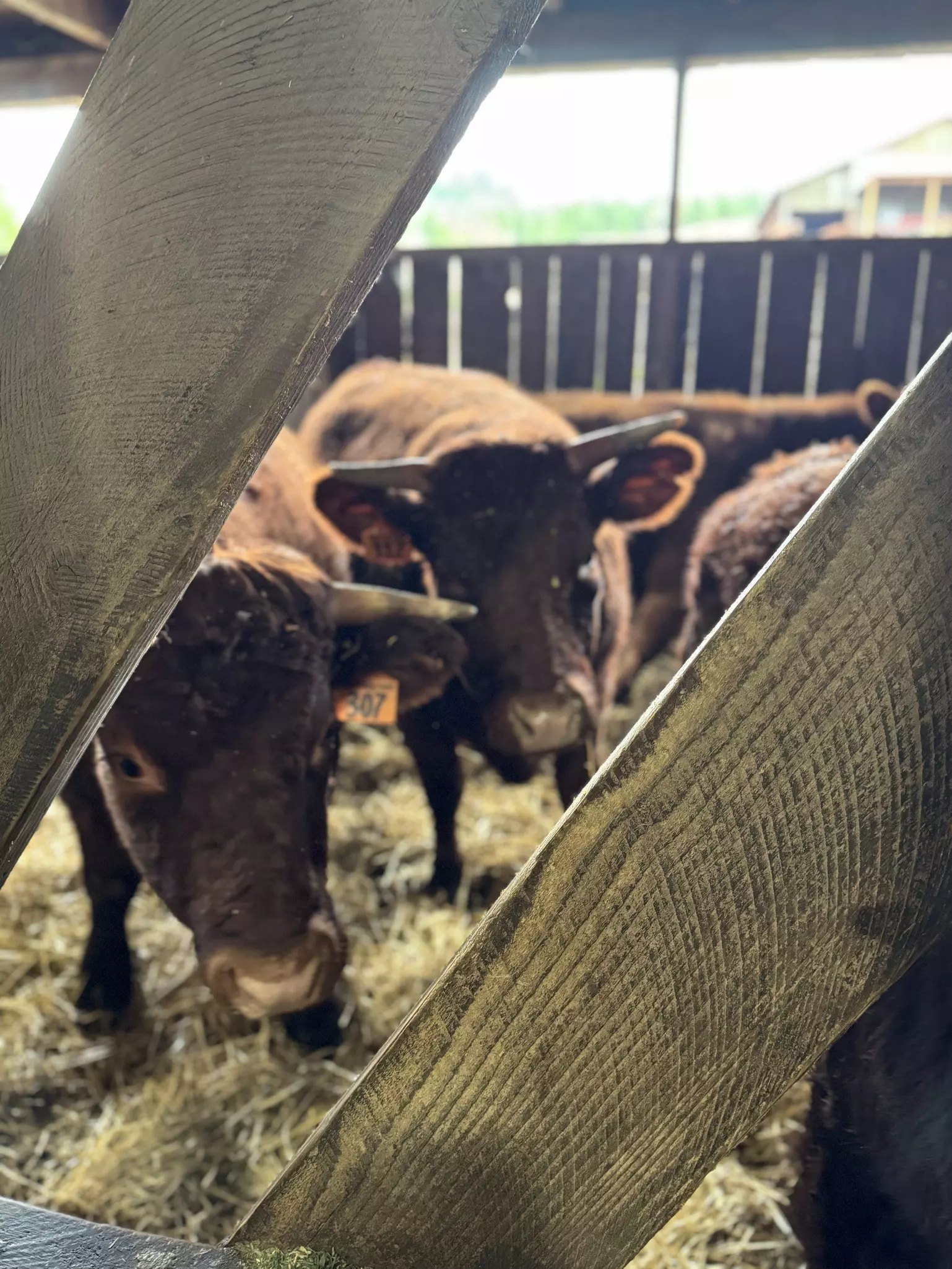 Two dark brown cows standing on hay and looking through the wooden slats of an indoor barn pen.
