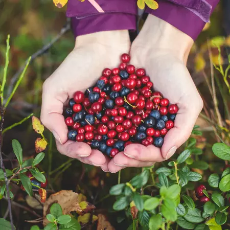 Cupped hands holding red and blue berries.
