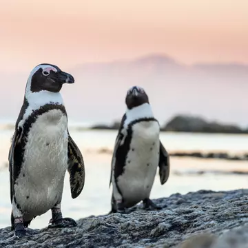 African penguins on the stone in evening twilight. African penguin ( Spheniscus demersus) also known as the jackass penguin and black-footed penguin. Boulders colony. South Africa