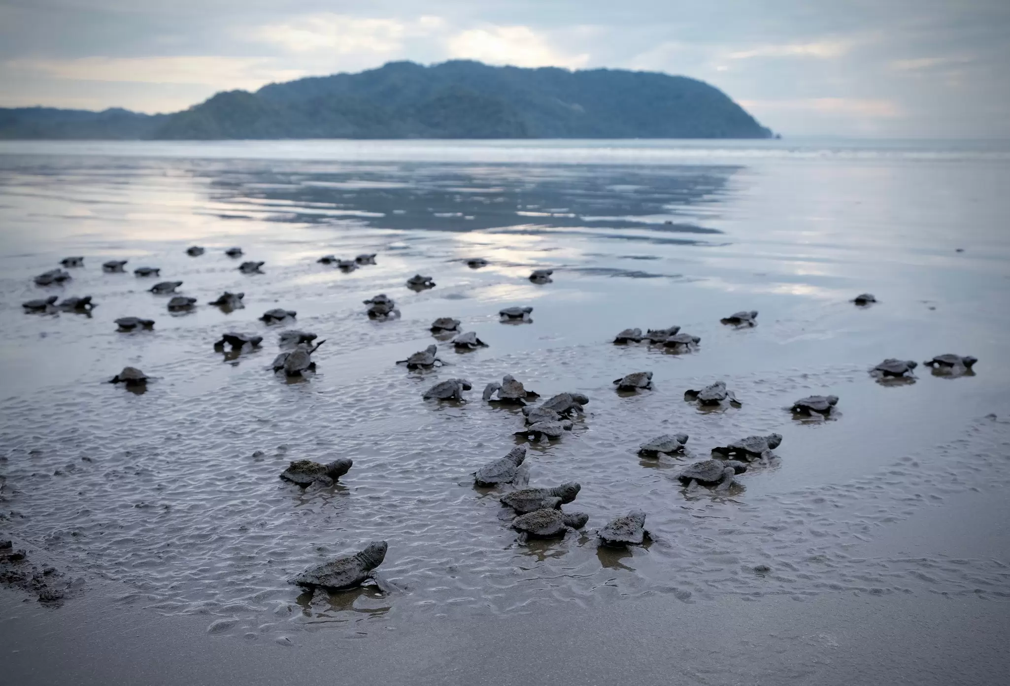 turtle hatchlings making their way to the ocean in Costa Rica