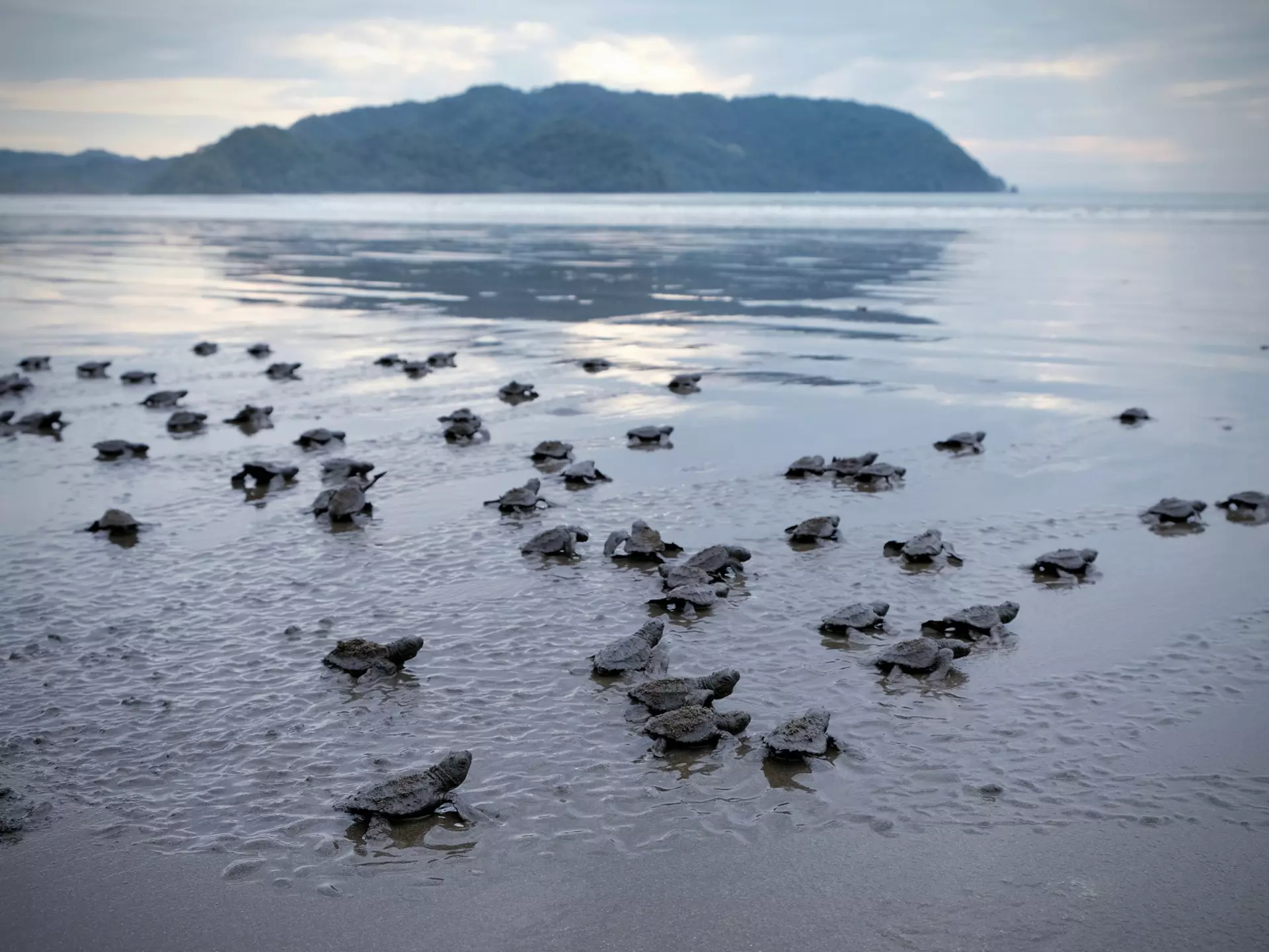 turtle hatchlings making their way to the ocean in Costa Rica