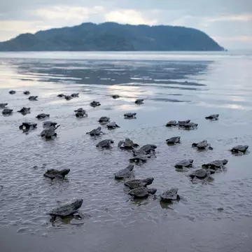 turtle hatchlings making their way to the ocean in Costa Rica