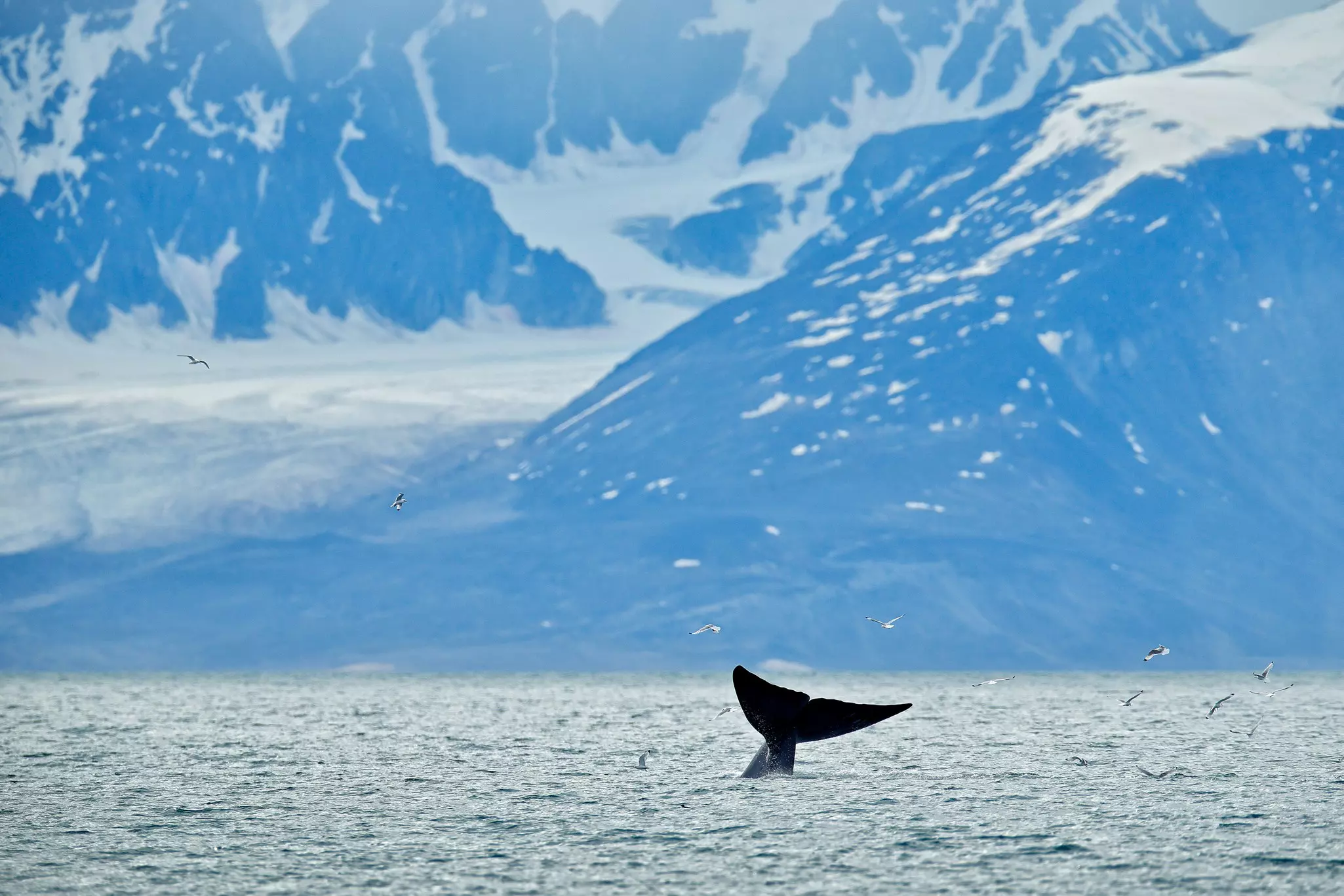 The tale of a whale is seen above the water. A glacier descending to the sea is seen in the distance.