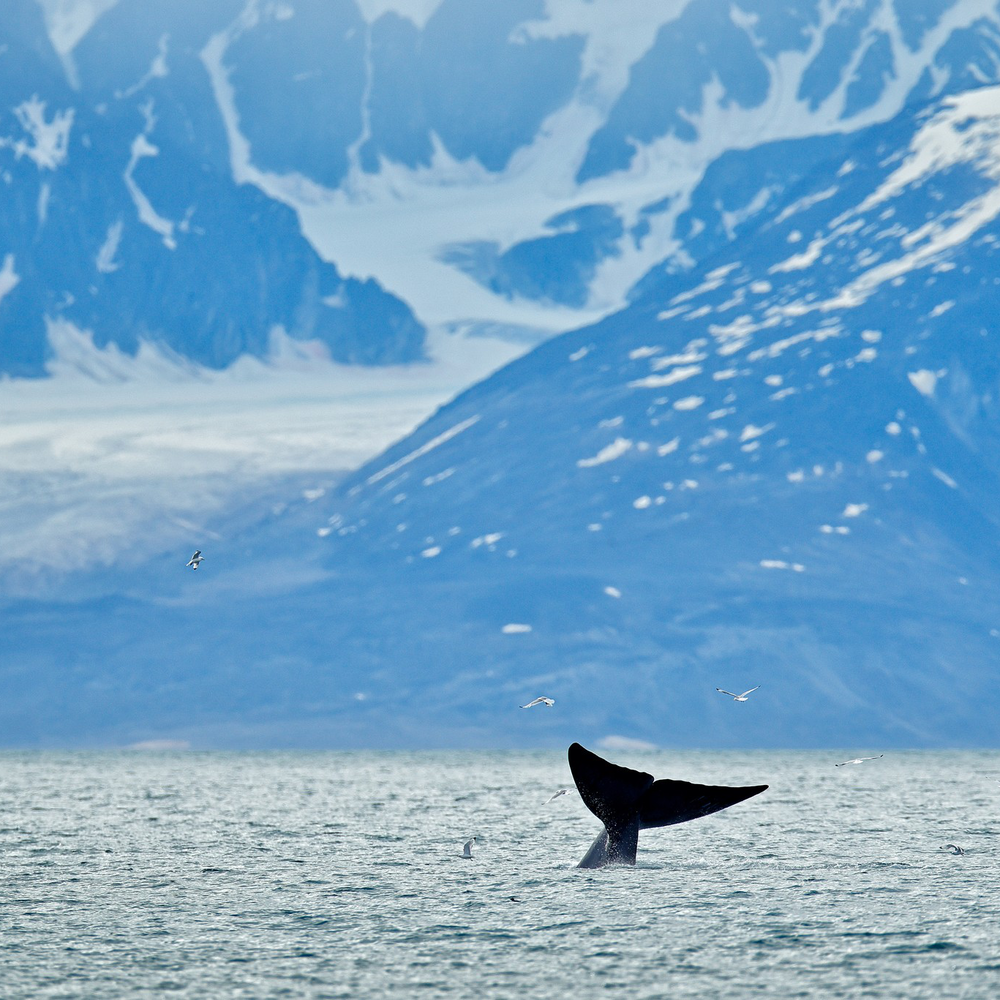  A humpback whale's tail breaches the surface of the water in Svalbard, Norway 