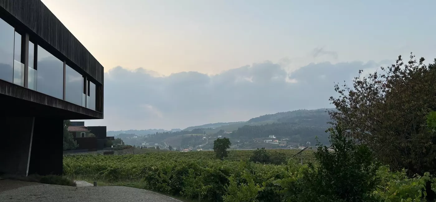 Vineyard views from the hotel.