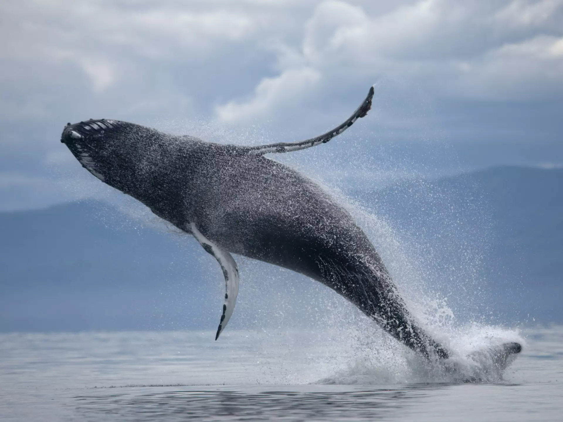 From whale watching and spotting bears to glacier hikes, there's plenty to do in Juneau. Paul Souders/Getty Images