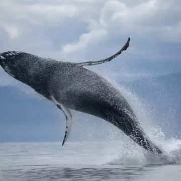 From whale watching and spotting bears to glacier hikes, there's plenty to do in Juneau. Paul Souders/Getty Images