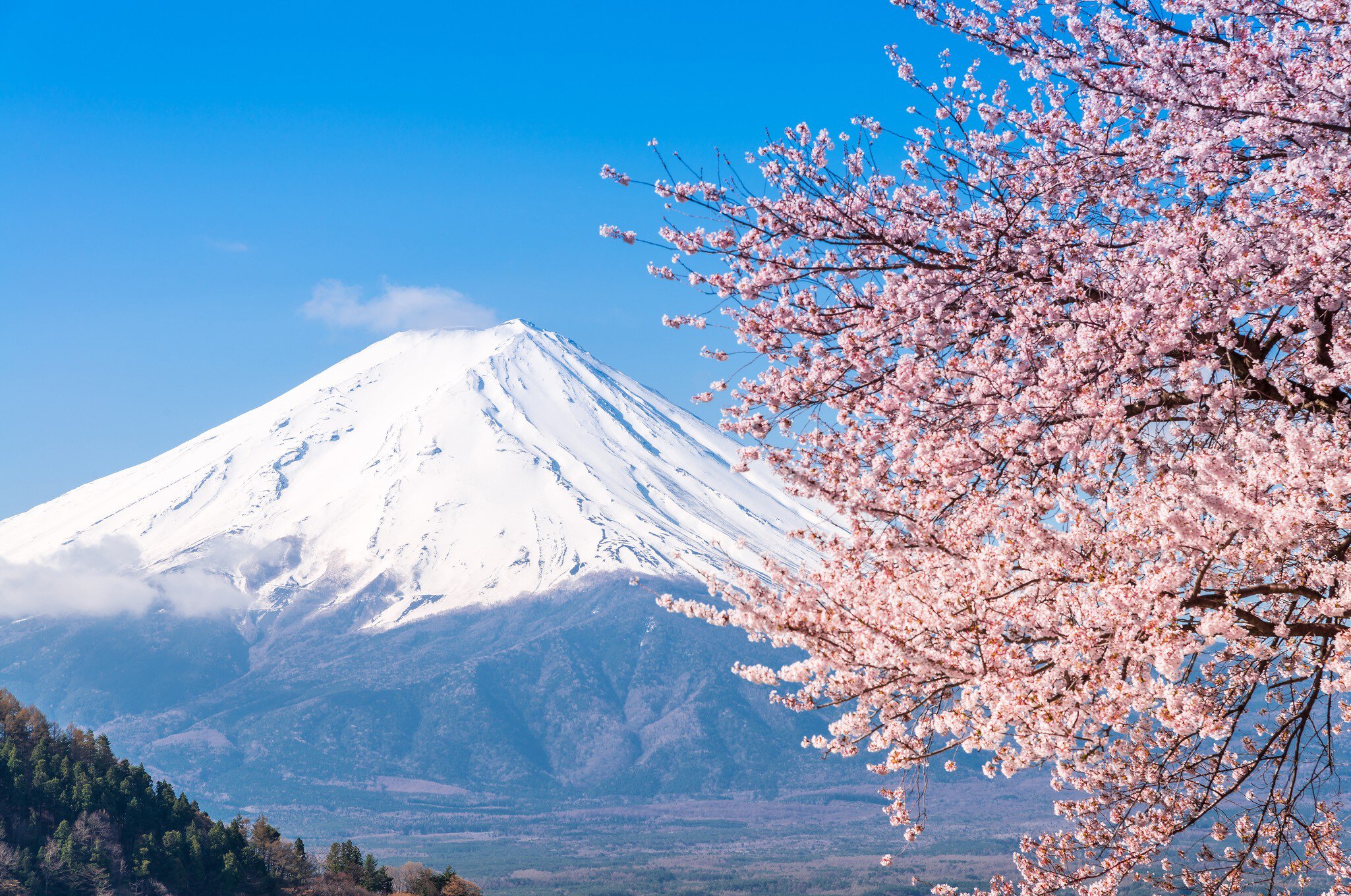 A snow-capped conical volcano behind branches heavy with pink blossom.