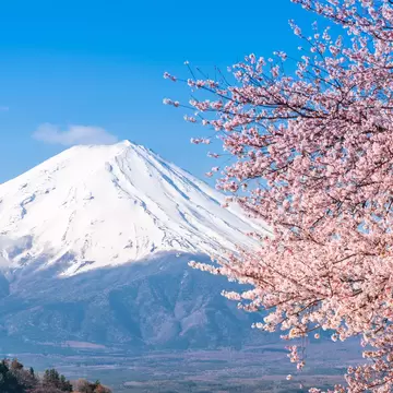 A snow-capped conical volcano behind branches heavy with pink blossom.