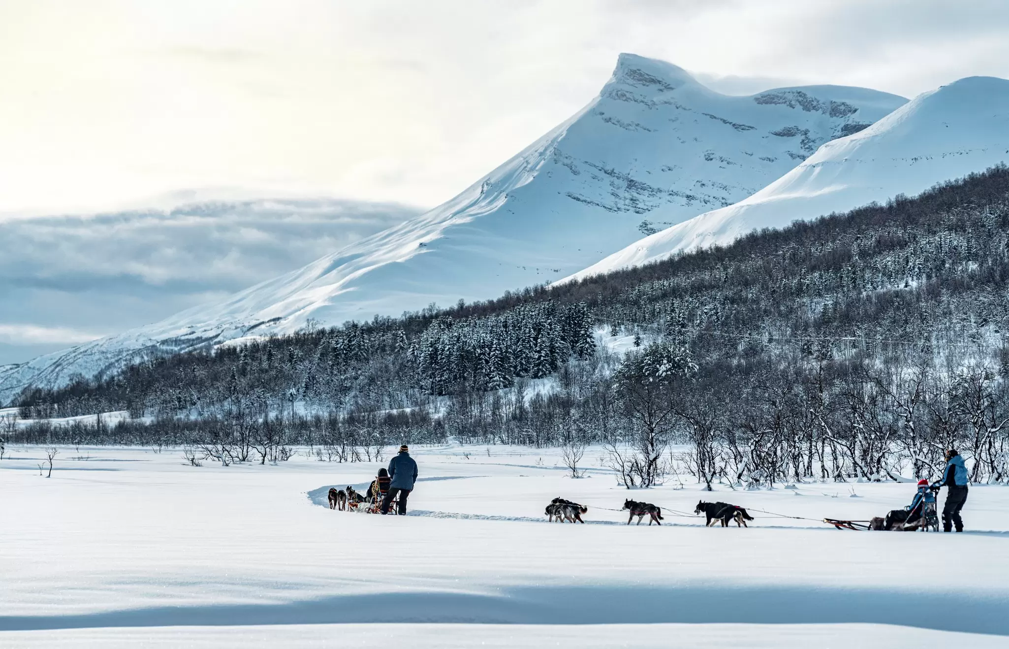 Dog sled teams cross a snowy valley beneath a white peak and birch forest near Tromsø, Norway