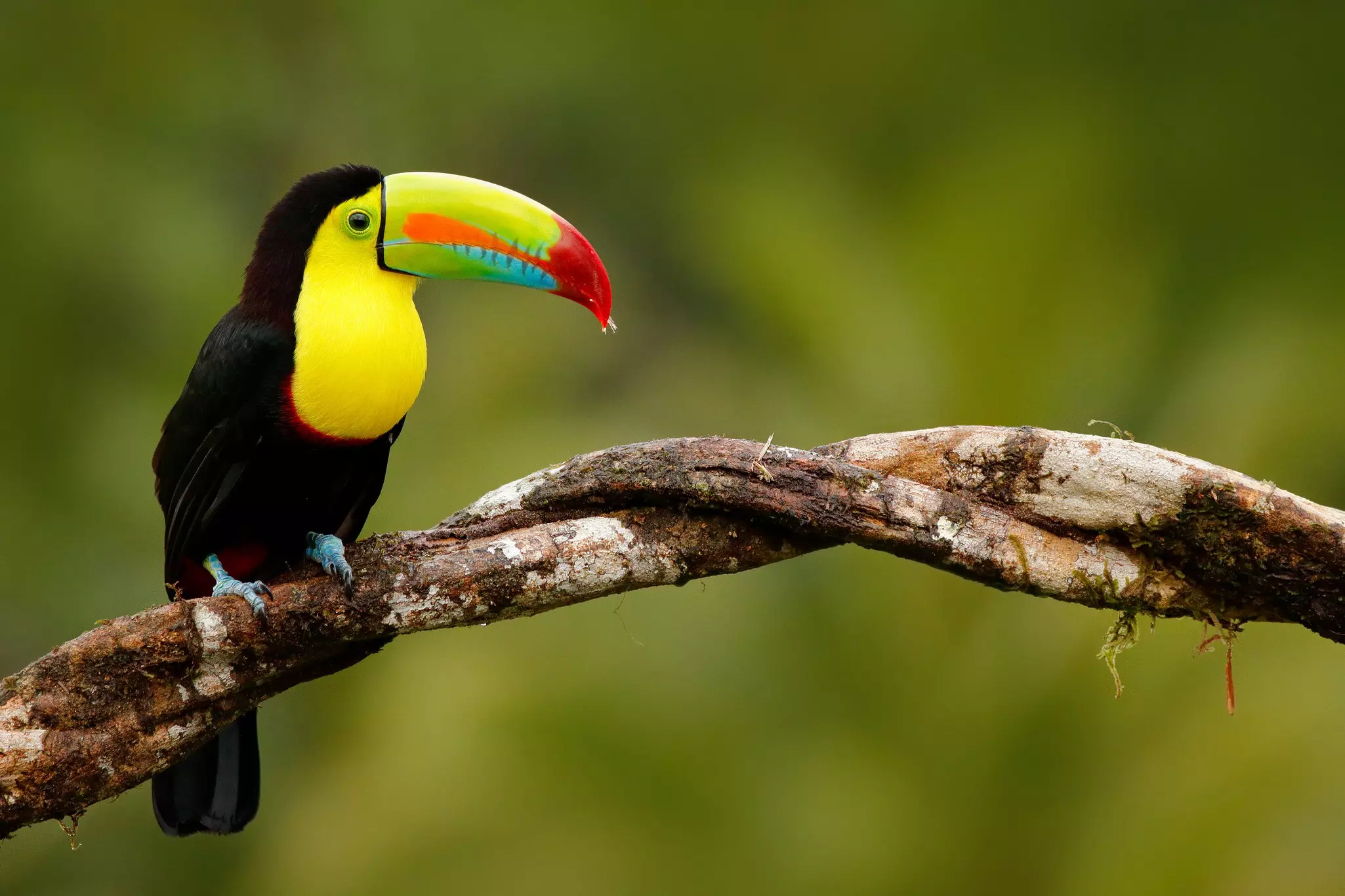 A black bired with a brightly coloured long curved beak sits in a tree in Panama. 