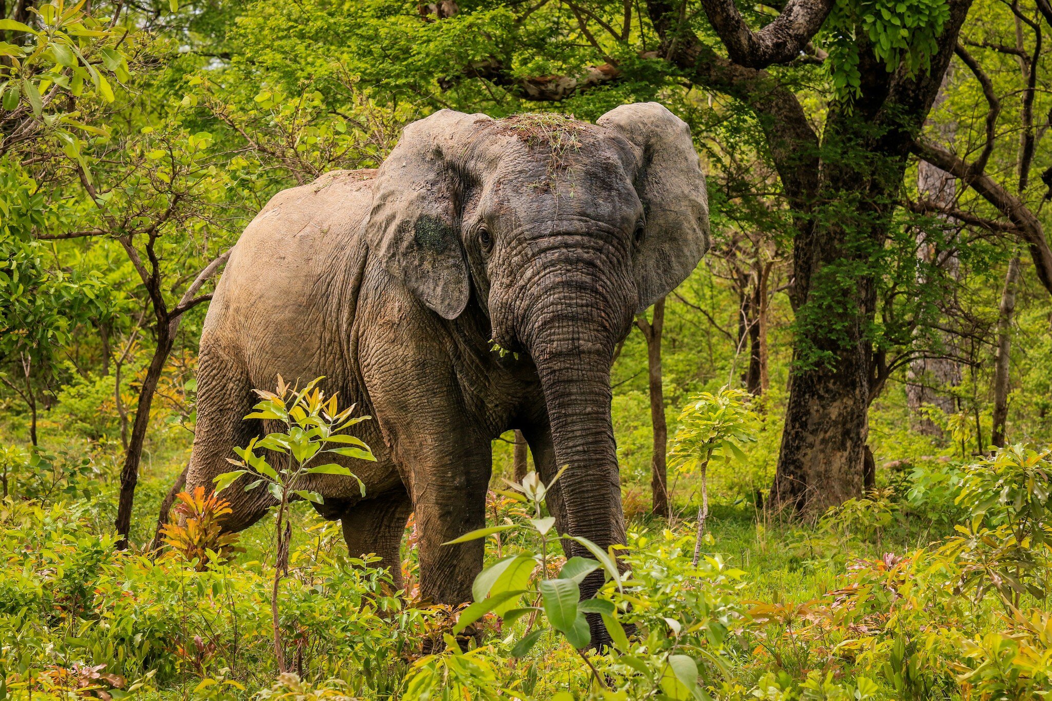 An elephant standing among green scrub and thin trees, facing the camera with grass caught on its head, trunk hanging to the ground.