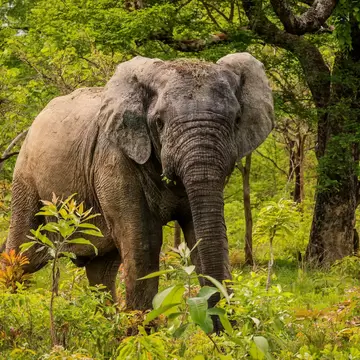 An elephant standing among green scrub and thin trees, facing the camera with grass caught on its head, trunk hanging to the ground.