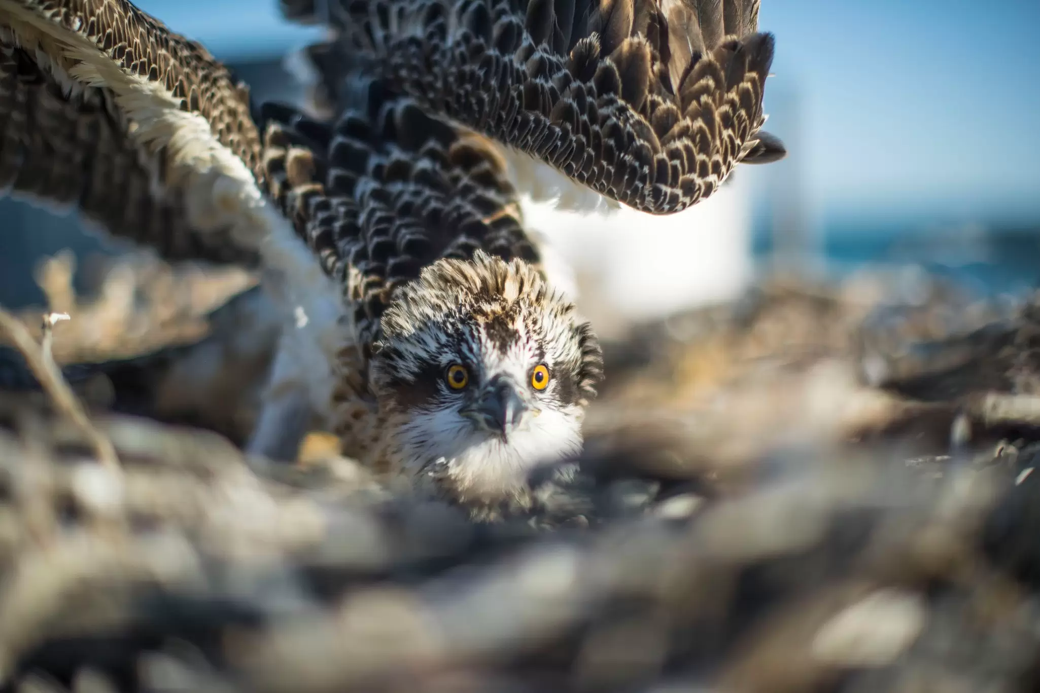Osprey on the Abrolhos Islands.
873496242
ocean, fly, nest, Photography, Indian Ocean, Sea Bird, Sea, Nature, Horizontal, Abrolhos, Osprey, Animal Wildlife, Island, Bird's Nest, Fish, Australia, Animal Nest, Bird of Prey, Water, Stick - Plant Part, Fly, Flying, Bird, WA, Houtman Abrolhos Islands