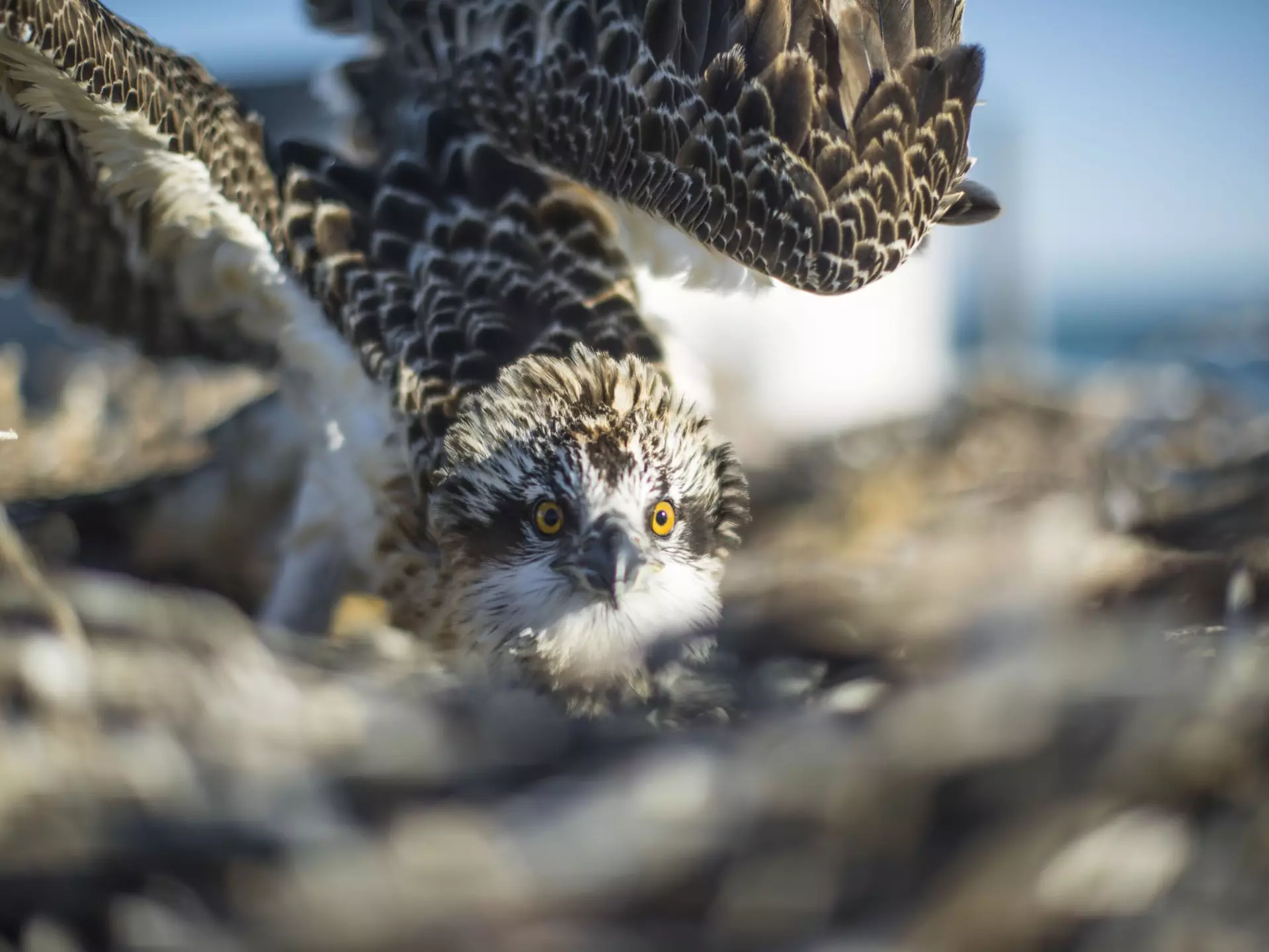 Osprey on the Abrolhos Islands.
873496242
ocean, fly, nest, Photography, Indian Ocean, Sea Bird, Sea, Nature, Horizontal, Abrolhos, Osprey, Animal Wildlife, Island, Bird's Nest, Fish, Australia, Animal Nest, Bird of Prey, Water, Stick - Plant Part, Fly, Flying, Bird, WA, Houtman Abrolhos Islands