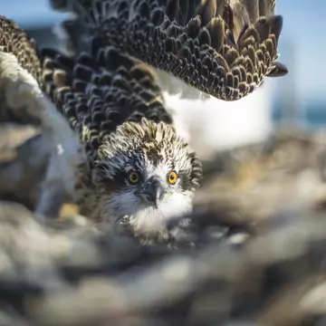 Osprey on the Abrolhos Islands.
873496242
ocean, fly, nest, Photography, Indian Ocean, Sea Bird, Sea, Nature, Horizontal, Abrolhos, Osprey, Animal Wildlife, Island, Bird's Nest, Fish, Australia, Animal Nest, Bird of Prey, Water, Stick - Plant Part, Fly, Flying, Bird, WA, Houtman Abrolhos Islands