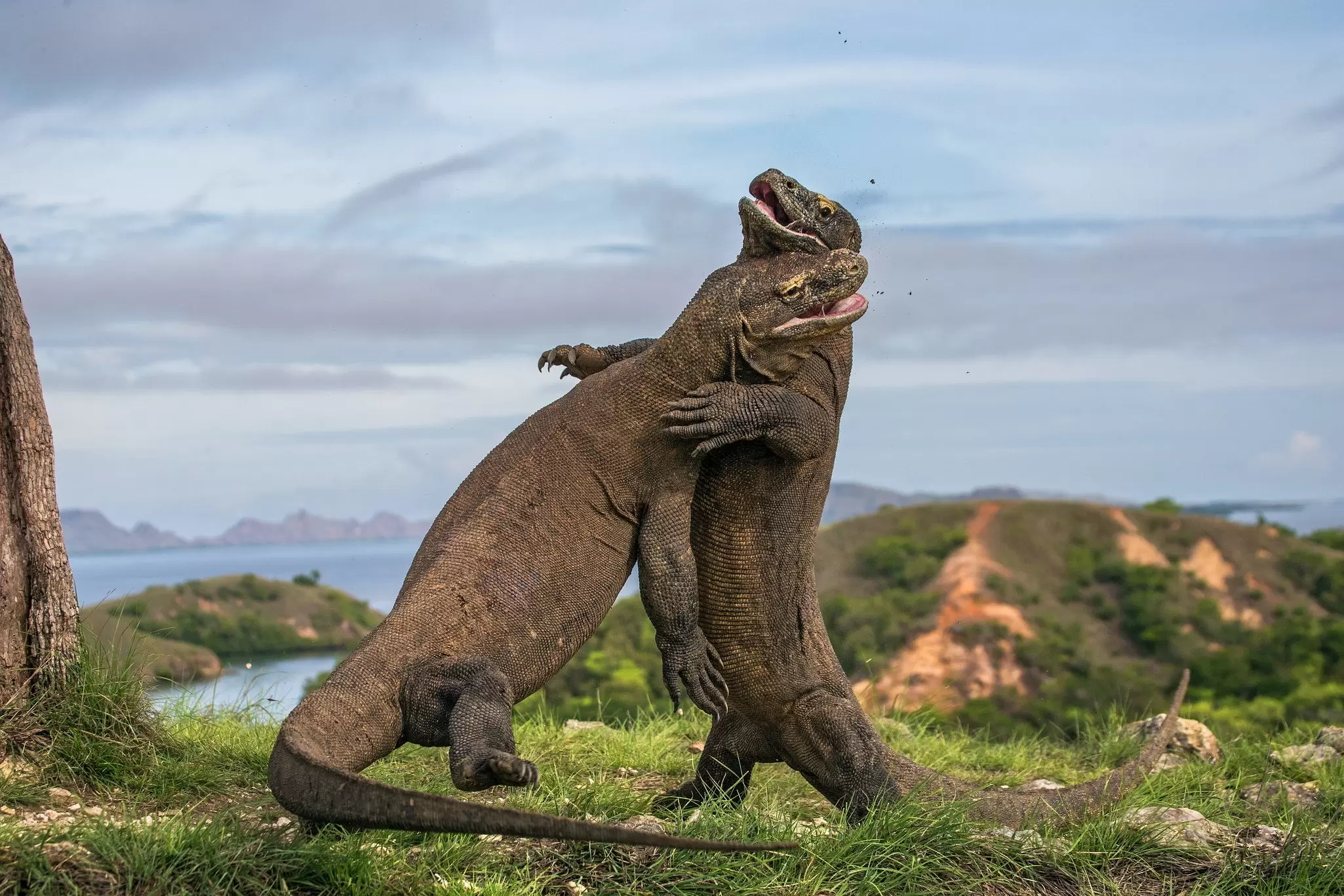 There's nothing like seeing Komodo dragons in their eponymous home. Gudkov Andrey / Shutterstock